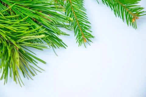 Fresh green pine branches arranged artistically on a plain background in na.. Stock Photos