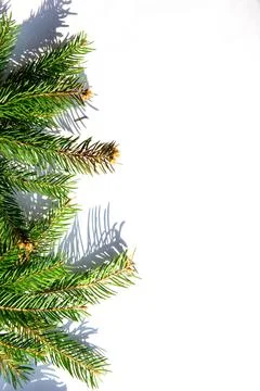 Fresh green pine branches casting shadows on a white surface during dayligh.. Stock Photos