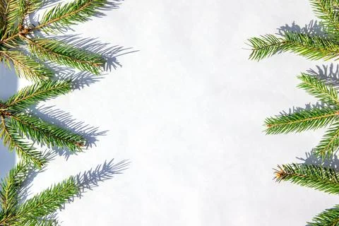 Fresh green pine branches create a natural border around a blank white space, Stock Photos