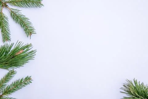 Fresh green pine branches frame a crisp white background, offering a tranquil Stock Photos