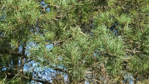 Fresh green pine branches with long needles against the sky. 4K footage Stock Footage 224497944
