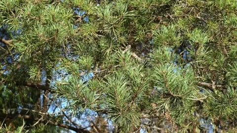 Fresh green pine branches with long needles slowly sway in the wind Stock Footage 250971789