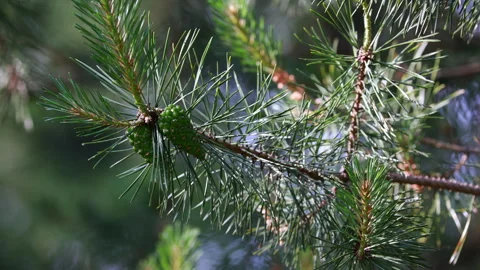Fresh green pine cones on branch with needles. Stock Footage 335293543