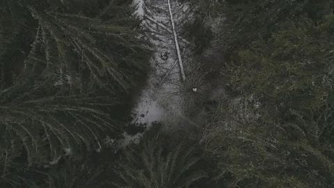A fresh green pine forest shot in the winter with a drone from the air 4k Stock-Footage 100129661