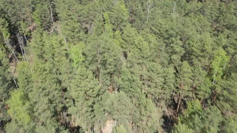 A fresh green pine forest shot in the spring with a drone from the air Stock Footage 201338520