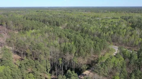A fresh green pine forest shot in the spring with a drone from the air Video stock 202095210