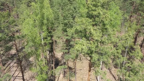 A fresh green pine forest shot in the spring with a drone from the air Stock Footage 202295438