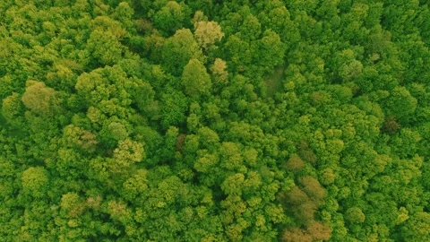 A fresh green pine forest shot in the spring with a drone from the air 스톡 동영상 229412266