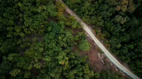 A fresh green pine forest shot in the spring with a drone  스톡 동영상 230436105