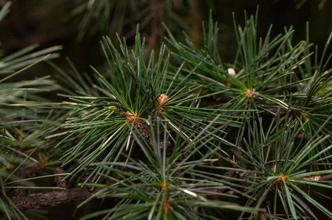 Fresh green pine needle clusters on tree branch macro Stock Photos