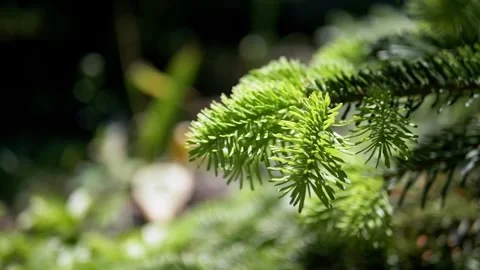 Fresh Green Pine Needles Glowing Under Bright Summer Forest Sunlight Stock Footage 339087075
