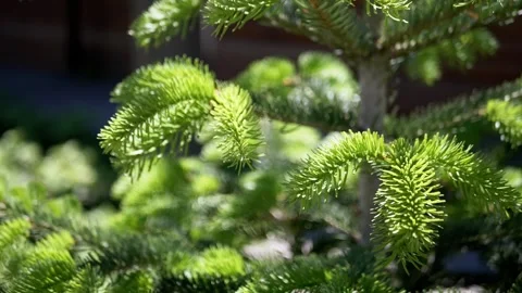 Fresh Green Pine Needles Glowing in Bright Summer Forest Sunlight Stock Footage 339087094