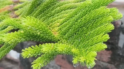 Fresh Green Pine Sprigs Close-Up Stock-Footage 340516740
