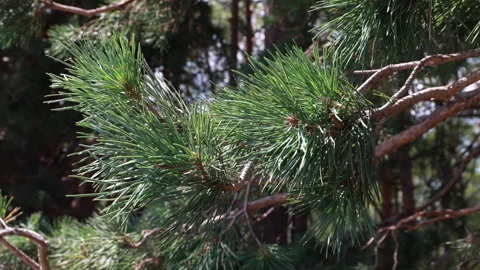Fresh green pine tree branch needles shining in sunlight Stock Footage 341878295