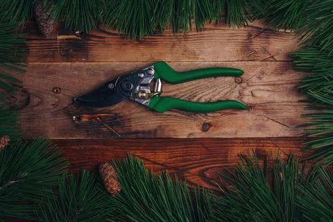 Fresh green pine tree branches and secateurs on wooden background, top view. Stock Photos