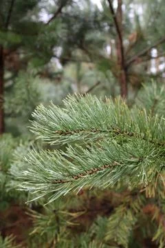 Fresh green pine tree branches covered with dew drops in a forest Stock Photos