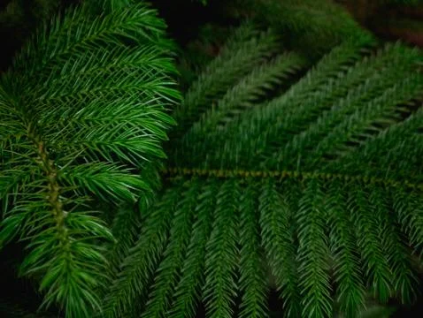 Fresh Green Pine Tree Branches Close-Up - Evergreen Conifer Needles Texture.. Foto stock