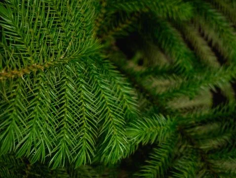 Fresh Green Pine Tree Branches Close-Up - Evergreen Conifer Needles Texture.. 스톡 사진
