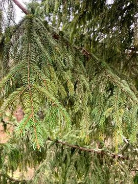 Fresh green pine tree branches provide a vibrant backdrop in a peaceful for.. Stock Photos
