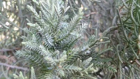 Fresh Green Pine Tree Needle Shoots on Natural Background Stock Footage 340382985