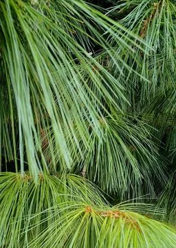 Fresh green pine tree needles in a peaceful forest setting with soft light Stock Photos