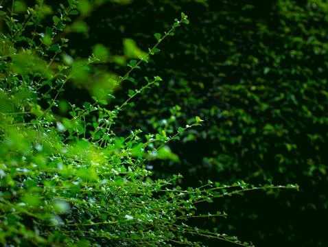 Fresh Green Plant Branches Against Dark Shadow Background Nature Detail Stock Photos