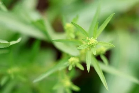 Fresh Green Plant with Developing Buds Stock Photos