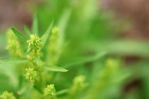 Fresh Green Plant with Developing Buds Stock Photos