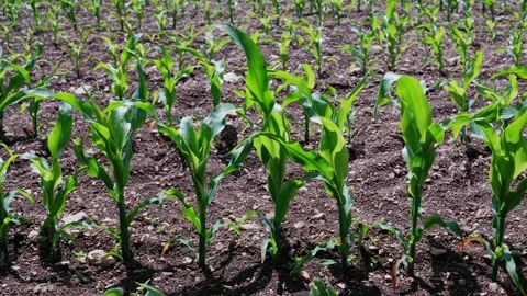 Fresh Green Plants Emerging Smoothly, Smallscale Sustainable Farming Showcases Stock Footage 329244895