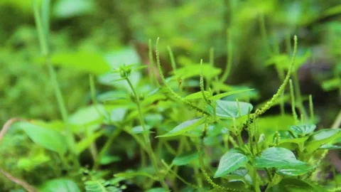 Fresh Green Plants Stock Footage 240811892