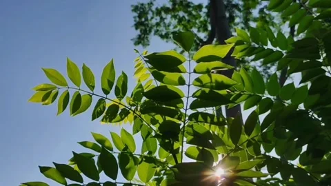Fresh green plants Video stock 244979858