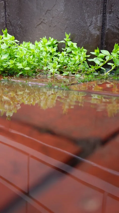 Fresh green plants in spring rain Stock Footage 335544641