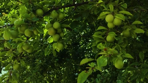 Fresh Green Plums Growing on Tree Branches in Organic Garden - Summer Season Stock Footage 328319149