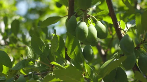 Fresh Green Plums Growing on Tree Branches in a Sunny Orchard Garden Stock-Footage 339625615