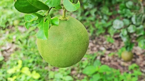 Fresh green pomelo fruit hanging on a tree branch in the garden. Stock Footage 340710280