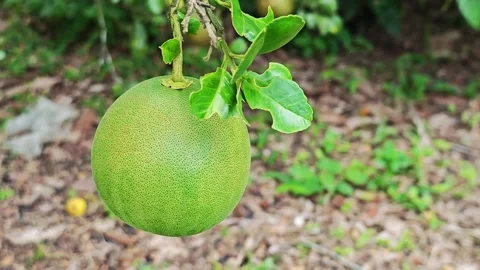 Fresh green pomelo fruit hanging on a tree branch in the garden. Stock Footage 340710648