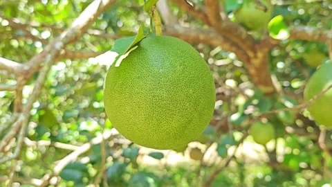 Fresh green pomelo fruit hanging on tree branch. Stock Footage 340719959