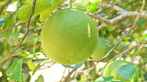 Fresh green pomelo hanging on a tree in the garden. Stock Footage 340720144