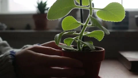 Fresh, green potted flower on table Stock Footage 148144544