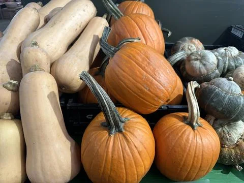 Fresh green pumpkin with smooth, vibrant skin and a firm texture. This vers.. Stock Photos