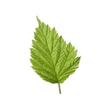 Fresh green raspberry leaf on white background Stock Photos