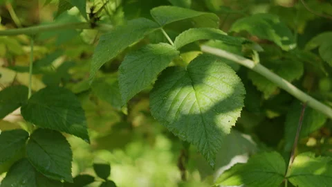 Fresh Green Raspberry Leaves with Dew Drops in Sunlight Nature Background Stock-Footage 342378363