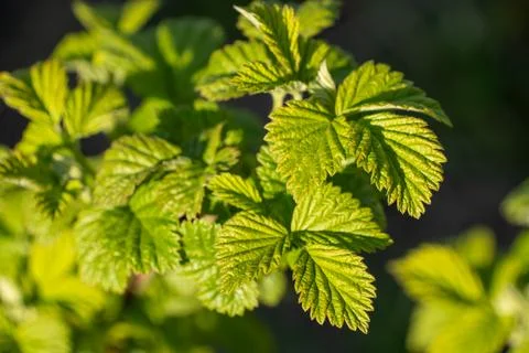 Fresh green raspberry leaves in spring garden close up Stock Photos