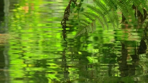 Fresh green reflection in water stream. Bright green foliage and small river. Stock Footage 76946640