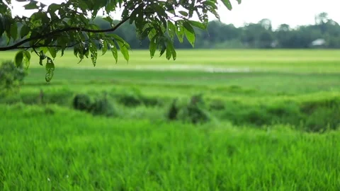 Fresh green rice fields framed by tree branches in a peaceful rural landscape Stock Footage 339759363