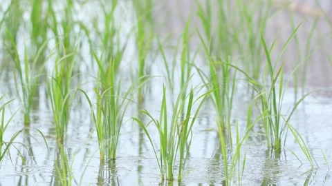 Fresh green rice fields, rice seedlings blowing in the gentle breeze. Stock Footage 279363889