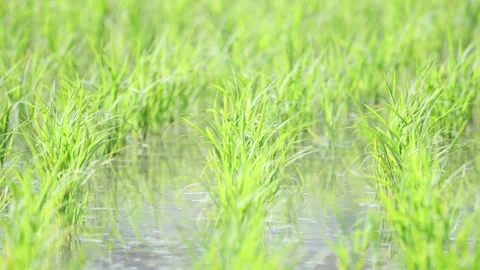 Fresh green rice fields, rice seedlings blowing in the gentle breeze. Stock Footage 279363939