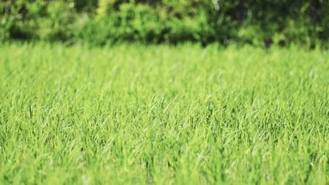 Fresh green rice fields, rice seedlings blowing in the gentle breeze. Stock Footage 279363964