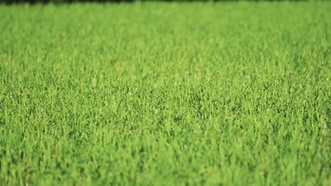 Fresh green rice fields, rice seedlings blowing in the gentle breeze. Stock Footage 279364012