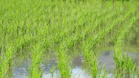 Fresh green rice fields, rice seedlings blowing in the gentle breeze. Stock Footage 279364021